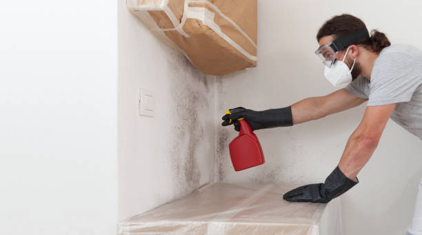 Professional Attic Mold Remediation technician working in Sugarmill Woods, FL